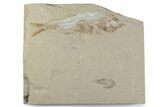 Cretaceous Fossil Fish (Sedenhorstia) & Shrimp - Lebanon #376362-1